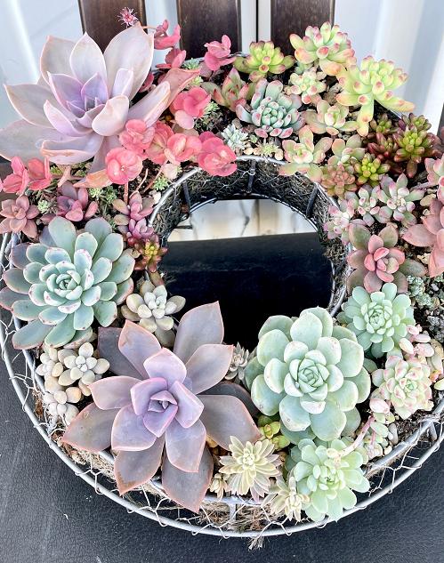 多肉植物の寄せ植えリース（S）