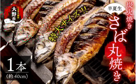 【先行予約】魚屋直送！大野名物 炭火焼き 半夏生さば（丸焼きさば）1本【2025年6月28日～7月10日お届け】