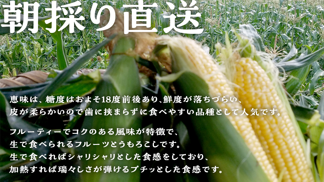 【 8月 上旬発送開始】 甘～いトウモロコシ 恵味 5kg 約10～12本 とうもろこし 産地直送 期間限定 先行予約 人気 朝採り お取り寄せ 関東 群馬 [AL005tu]