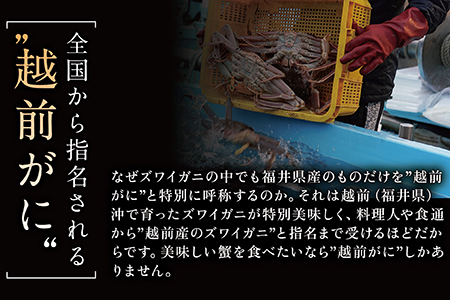 【年内発送】越前がに（オス）「ずわいがに」（400g～600g） 1杯