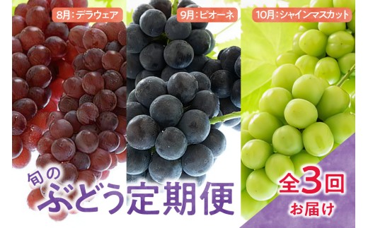 【先行予約】 定期便 令和8年産 ぶどうの定期便 全3回 デラウェア ピオーネ シャインマスカット フルーツアドバイザー 厳選 2026年7月下旬頃～ お届け予定 山形県 米沢市
