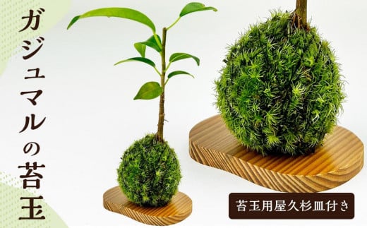 
ガジュマルの苔玉(苔玉用屋久杉皿付き)
