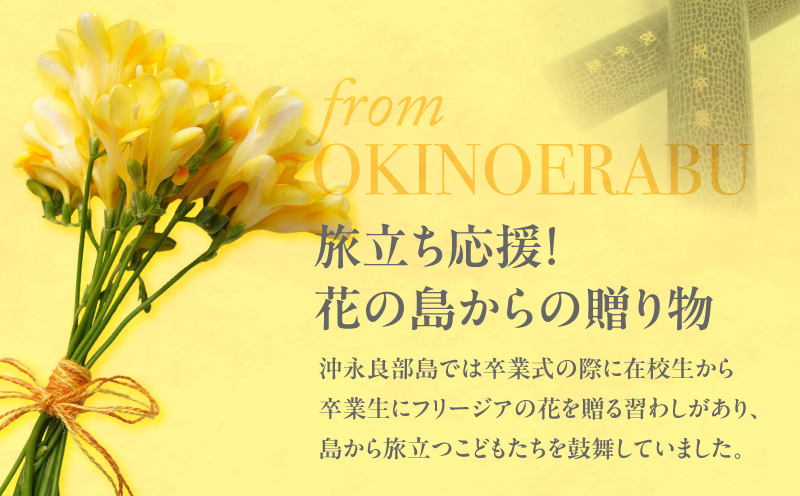 フリージア球根（黄色）1kg　C076-001-02