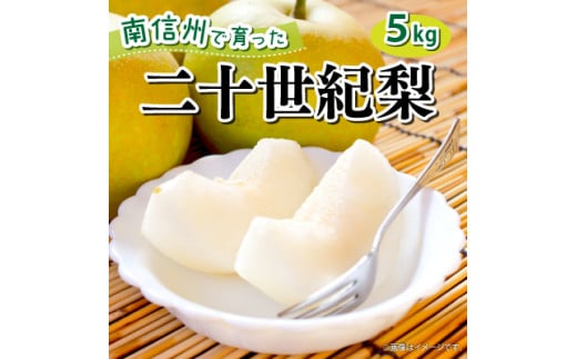 【2025年9月中旬頃発送予定】青梨の代表格 南信州産 二十世紀梨 約5kg(箱入)