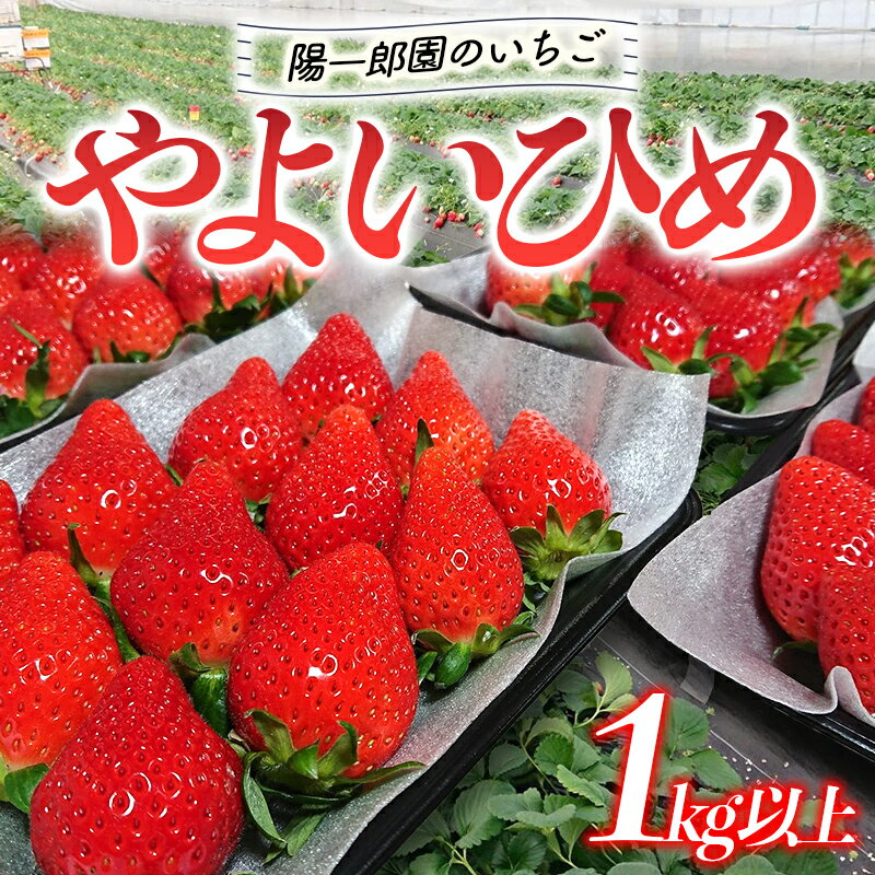 【ふるさと納税】陽一郎園のいちご「やよいひめ」 1kg以上 いちご イチゴ 苺 期間限定 フルーツ 果物 F4H-0036