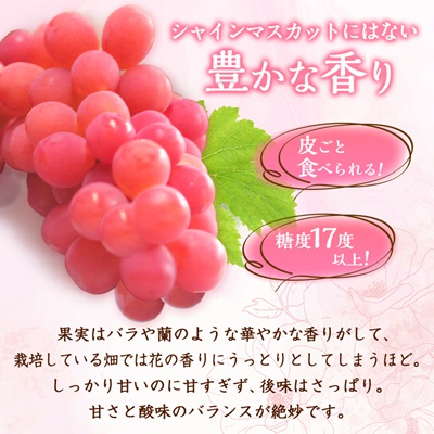 【2026年発送】サンシャインレッド 2～3房 1kg程度 ピンクに輝く シャインマスカット【配送不可地域：離島】