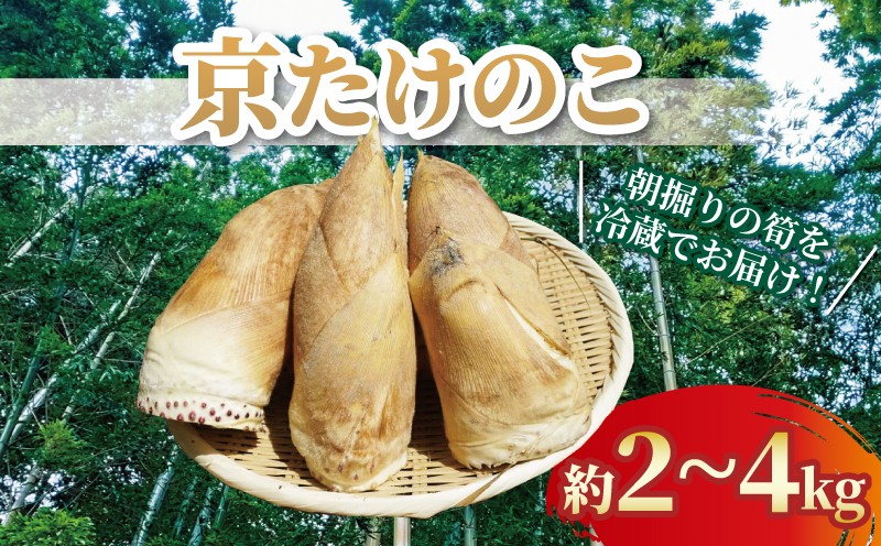 
                  朝掘り京たけのこ 2kg 4kg 令和8年 朝掘り 新鮮 筍 たけのこ タケノコ 竹の子 白子筍 白子たけのこ 国産 京野菜 野菜 甘み 鮮度 人気 おすすめ ふるさと納税 京都 八幡 八幡市 符川農園
                