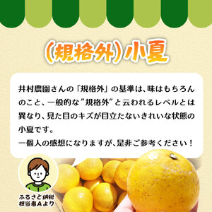 小夏 5kg 令和9年4月中旬以降発送 訳あり 規格外 柑橘 井村農園【小夏】【R01487】