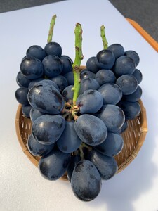 【2025年先行予約】 訳あり ナガノパープル（約2kg）家庭用 ｜ ぶどう ぶどう ぶどう ぶどう ぶどう
