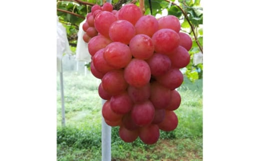 
            パリッと皮ごと食べられるマスカットビオレ1.3kg【1073055】
          