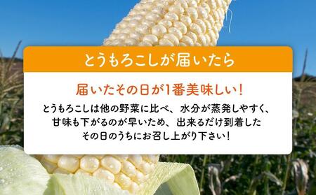 【先行予約】白いとうもろこしピュアホワイト 8本 2.4kg(2025年8月下旬～発送開始予定)【 人気 北海道産 糖度 生 野菜 スイートコーン 産地直送 バーベキュー BBQ コーン 旬 お取り寄