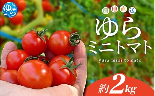 【先行予約】 和歌山県由良町産 ゆらミニトマト 2kg×1箱※2026年10月中旬頃から翌年6月中旬頃に順次発送予定(お届け日指定不可) / トマト ハウス栽培 とまと 野菜 産地直送 新鮮 由良町 和歌山【ktym011】