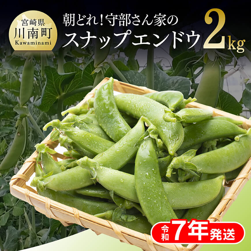 【令和7年発送】朝どれ！守部さん家のスナップエンドウ2.0kg 野菜 宮崎県産 エンドウ豆 えんどう豆 おつまみ 2025年発送