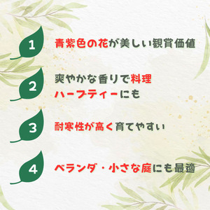 ローズマリー　ブルーボーイ ／ ローズマリー ブルーボーイ 植物 観葉植物 ハーブ 鉢植え