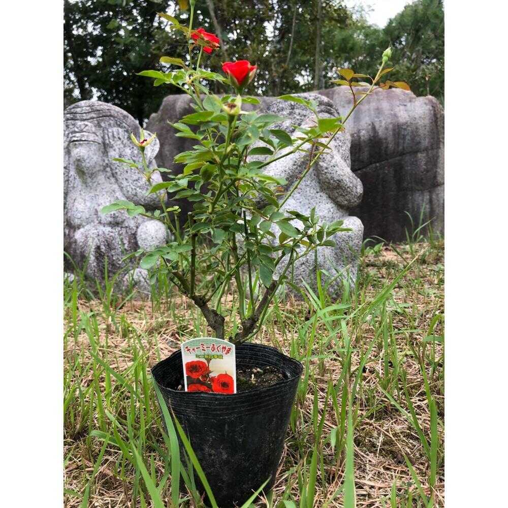 【ふるさと納税】花 薔薇（ミニバラ苗木）：チャーミーふくやま・1ポット 広島県福山市/小林商事 植物 お花 苗木 苗 薔薇 バラ 観葉植物[BAEA003]