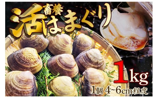 【日時指定】肉厚！畜養 活はまぐり 1kg＜京都・久美浜湾＞蛤 はまぐり ハマグリ はまぐり はまぐり生 養殖 酒蒸し お吸い物 ふるさと納税はまぐり　MN00036