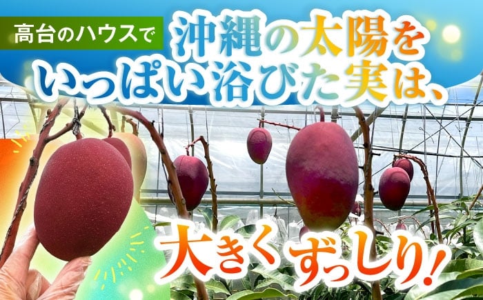 沖縄県産 完熟マンゴー 贈答用 1kg (2〜3玉) マンゴー 沖縄 果物 フルーツ ギフト まんごー 1kg 
