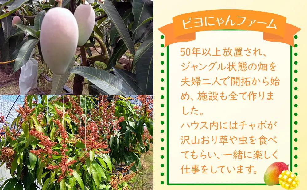 超希少なマンゴー［キーツ］約800g 和歌山市［2026年9月中旬頃から発送］