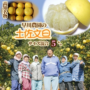 【R8年発送】早川農園の土佐文旦（５kg） 【R00345】