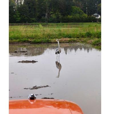 ふるさと納税 花巻市 銀河のしずく 厳選プレミアム(栽培期間中農薬・化学肥料削減)白米 2kg タカハシ農園 |  | 03