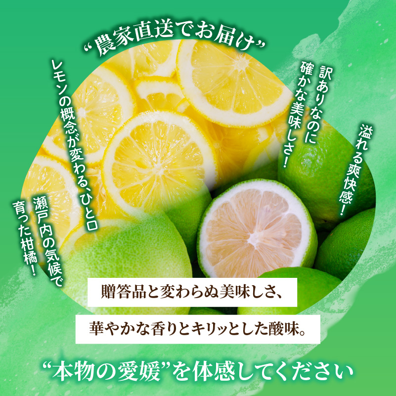 【2026年9月下旬頃から順次発送】家庭用 グリーンレモン 約2.5kg 防腐剤 ワックス 不使用｜ 訳あり レモン 檸檬 完熟 柑橘 酸味 国産 愛媛県産 訳あり 新鮮 愛媛 松山