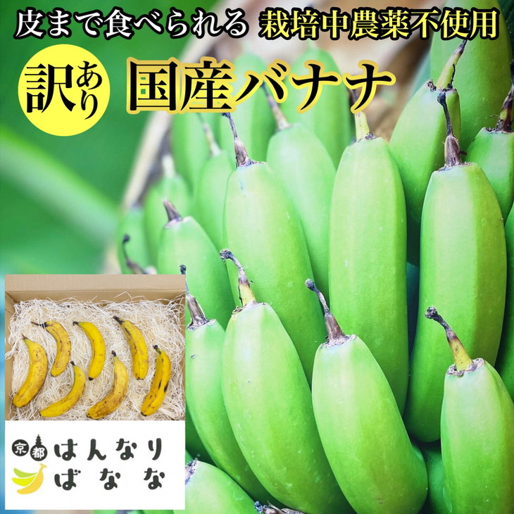 『京都はんなりばなな』1kg 皮まで食べられる 国産バナナ【訳あり】《栽培期間中農薬不使用 京都初 亀岡産 希少 規格外 フルーツ》 ※離島への配送不可