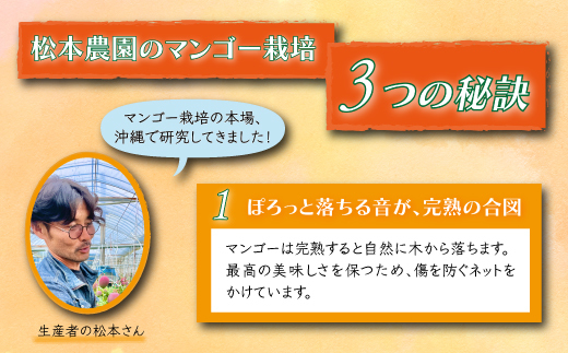 B-118【生産者直送】濃厚完熟!まっちゃんマンゴー（2～3玉 800g～1kg程度）【2026年5月中旬頃から6月初旬発送】