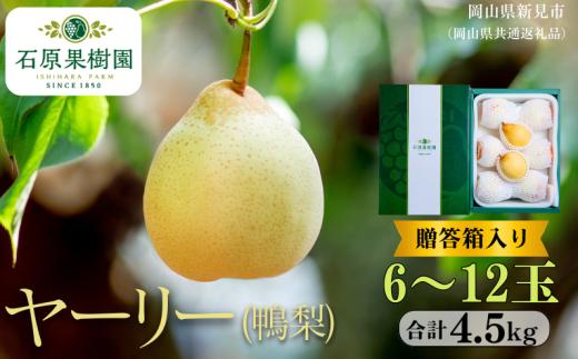 ヤーリー (鴨梨)  4.5㎏ 贈答箱 6～12玉 【先行予約 2026年11月中旬から順次発送】