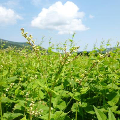 ふるさと納税 雄武町 雄武産韃靼そば粉(1kg×2袋)【S1023】 |  | 02