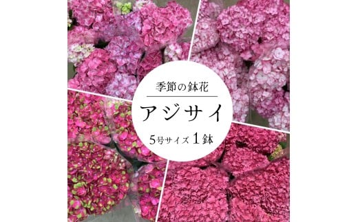 アジサイ 5号鉢 × 1鉢 ［ ピンク系 ］2026年シーズン 先行予約 あじさい 紫陽花 5寸サイズ 母の日 ガーデニング フラワーガーデン斉藤 花農家直送 千葉県八街市