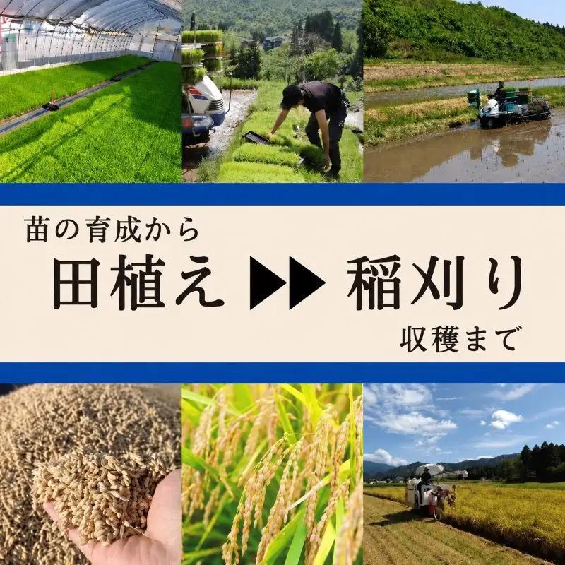 【定期便：精米5kg×10ヶ月】ブランド米    魚沼産コシヒカリ 米 こしひかり 新潟 定期
