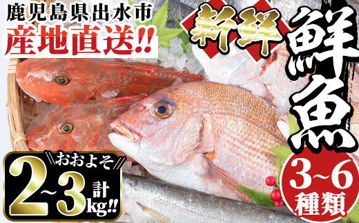 i580 出水の鮮魚おためしBOX(約2〜3kg程度・3〜6種類)【出水はやし】