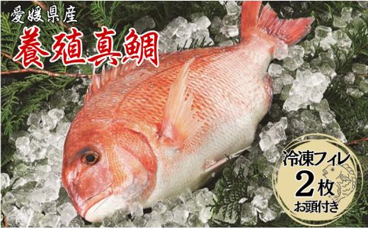 鯛 愛媛 愛媛県産養殖真鯛フィレ2枚（お頭付き冷凍）送料無料 宇和海 養殖 海の幸 海鮮 真鯛 お頭付き フィレ ロイン 冷凍 HACCP認定 新鮮 生食 刺身 伊予市｜B10
