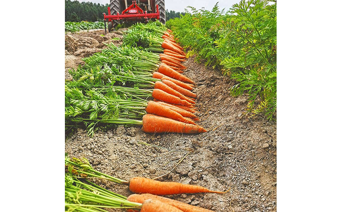 上富良野産 秋のオーガニックお野菜セット 詰合せ じゃがいも 根菜 