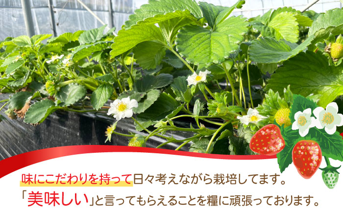 【2026年1月 初回発送】【5回定期便】南島原産 いちご 「恋みのり」約260g×4P / フルーツ 果物 / 南島原市 / あゆみfarm [SFF004]