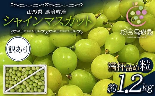 《先行予約》 ご家庭用 2024年 山形県 高畠町産 シャインマスカット 粒 箱 満杯詰め 約1.2kg 2024年8月下旬から順次発送 ぶどう ブドウ 葡萄 マスカット 大粒 種なし 高級 くだもの 果物 フルーツ 秋果実 産地直送 農家直送 数量限定 農業者 農家 支援品 訳あり ご自宅用 F20B-992