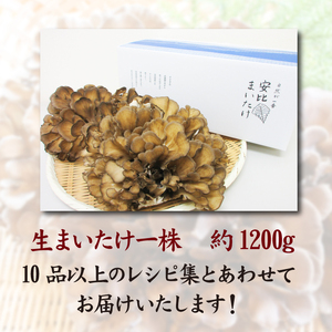 【早期予約 2026年9月発送開始予定】 生まいたけ 大株 約1200g 【安比まいたけ】 ／ 生 まいたけ 安比 舞茸 マイタケ 国産 岩手県産 きのこ キノコ 茸 野菜 一株 炊き込みご飯 炊込み