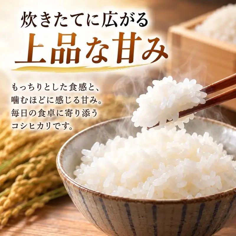 米 コシヒカリ 新米 10kg 一等米 米