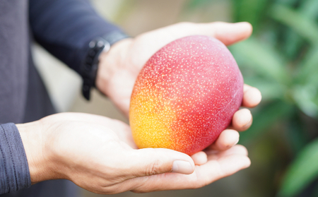 【令和7年6月上旬ごろより発送】完熟マンゴー 2～3玉入り 室戸海洋深層水使用 アップルマンゴー （アーウィン） 先行予約 先行受付 果物 贈答 にも使用可能