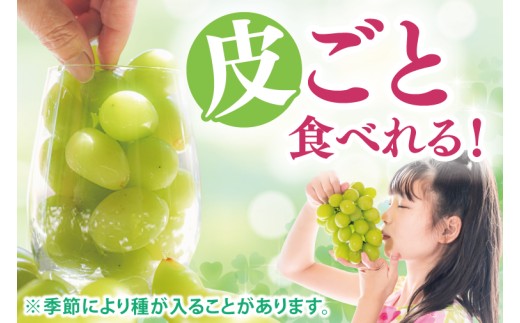 【先行予約】シャインマスカット1房（約800g）マスカット ぶどう ブドウ 葡萄 フルーツ 果物 くだもの 阿見町 茨城県【2026年9月下旬～10月上旬発送予定】（49-01）