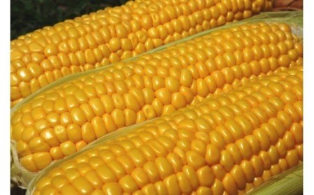 【令和6年6月9日予約締切】 築上町 特産品 スイートコーン 約3kg 【京築の恵み】《築上町》【JA福岡京築　営農部】 [ABAW001] 10000円 1万円