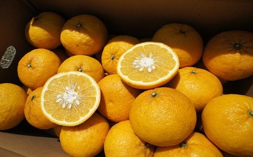 
【先行予約】湯の花　初夏の香り甘夏5㎏箱　【 柑橘 甘夏 果物 フルーツ フルーツセット ふるさと納税 伊豆 南伊豆 】　<BC-3>
