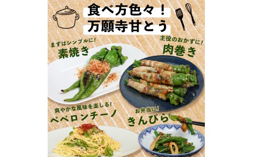 【2026年夏発送分】万願寺甘とう 化粧箱入 秀品 2kg 選べる容量 野菜 夏野菜 旬 地場産 地場野菜 地元野菜 発祥 伝統 京野菜 伝統野菜 万願寺とうがらし