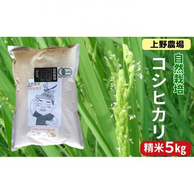 ふるさと納税 新潟市 上野農場コシヒカリ 精米5kg[54071530]