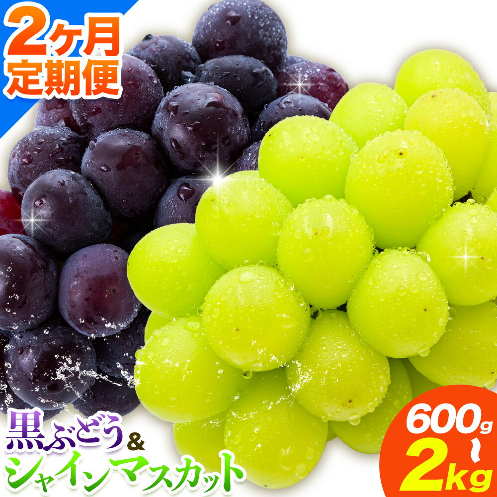【ふるさと納税】【先行予約】【2ヶ月定期便】黒ぶどう シャインマスカット 1kg 2kg 600g マスカット フルーツ 果物 新鮮 《8月上旬-9月下旬頃出荷》熊本県 荒尾市産 目野果実直売所 巨峰 藤稔 ブラックビート ピオーネ　宝石　人気　おすすめ　葡萄