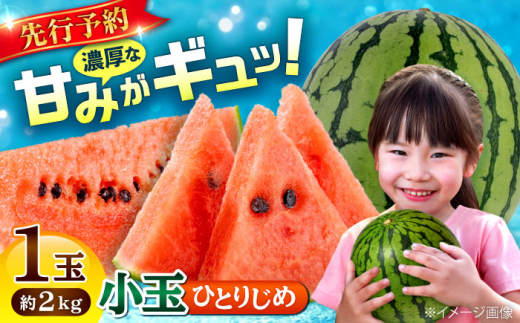【2026年4月より発送 数量限定】小玉スイカ ひとりじめ 1玉 計約2kg / スイカ すいか 西瓜 suika watermelon 小玉スイカ 小玉 ひとりじめ 果物 フルーツ くだもの 初夏 ジューシー 甘い シャリ感 お取り寄せ 旬 季節の果物 熊本 熊本県 合志 合志市 九州 くまもと 国産【合同会社 福福堂】[AYAC054]