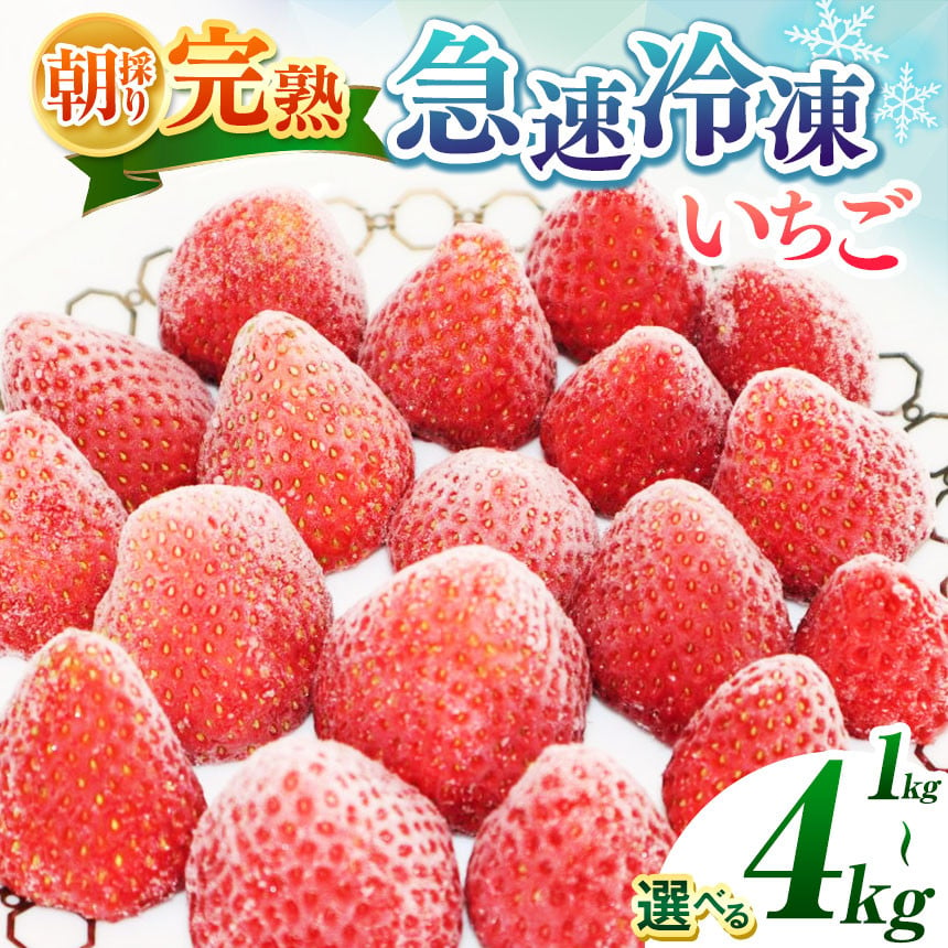 
            【★先行予約】【千葉県君津市　渡邉いちご園】　完熟・急速冷凍いちご 選べる  1kg 2kg 3kg 4kg  | 苺 いちご イチゴ 果物 フルーツ 果実 果汁 冷凍 冷凍食品 冷凍いちご 朝採り 完熟 新鮮 スムージー 大容量 オススメ 千葉県 君津市 きみつ 令和7年4月以降順次発送 
          