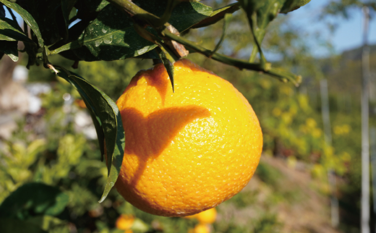 先行予約 不知火 約4kg (15個前後) 【2026年2月上旬から3月下旬発送予定】 しらぬい みかん ミカン 蜜柑 フルーツ 果物 くだもの 熊本県産 九州産 国産 ひでみかん