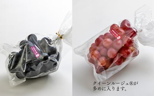 TK31-26A 【先行予約】 ぶどう2種セット （ナガノパープル・クイーンルージュ®） 約2kg ／ 2026年9月中旬～10月中旬頃 配送予定 // 長野県 南信州 種なし 葡萄 セット ナガノパ