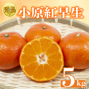【2026年1月初旬より順次発送】【秀品】小原紅早生 約5kg みかん みかん みかん みかん